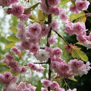 Prunus ‘Mt. Fuji’ — Emerald, VIC — Emerald Gardens Nursery