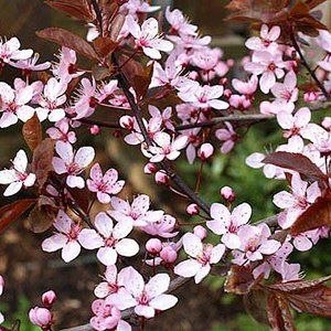 Prunus (Flowering Plum) — Emerald, VIC — Emerald Gardens Nursery