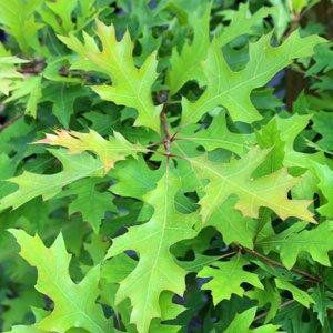 Quercus — Emerald, VIC — Emerald Gardens Nursery