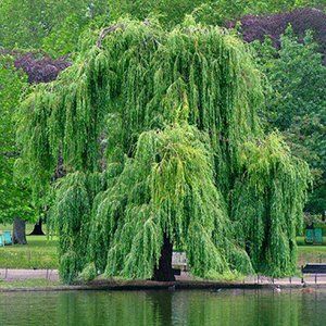 Salix — Emerald, VIC — Emerald Gardens Nursery