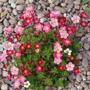 Colourful Saxifraga — Emerald, VIC — Emerald Gardens Nursery