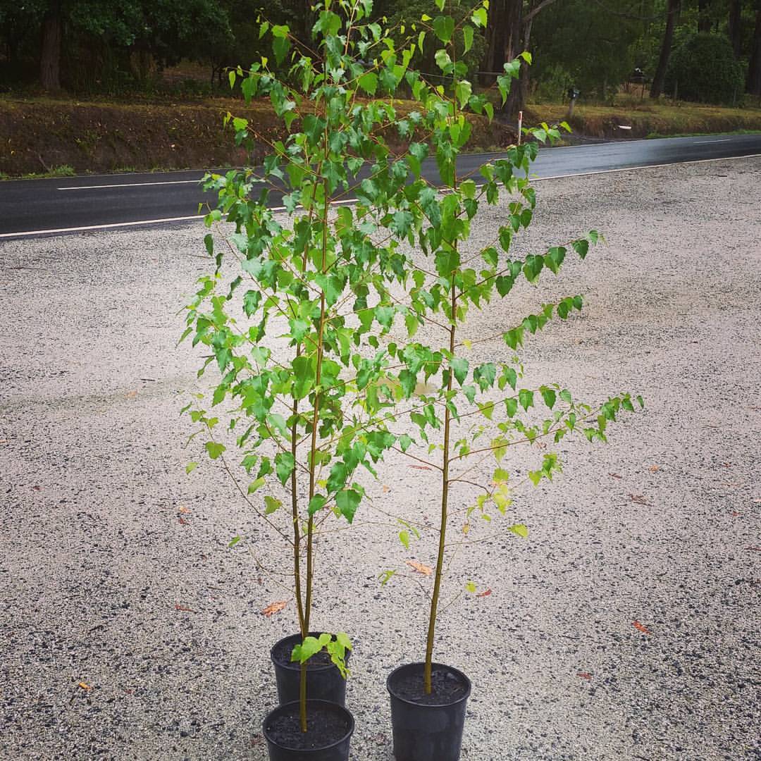 Silver Birch — Emerald, VIC — Emerald Gardens Nursery