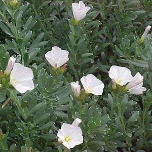 Convolvulus ‘Silver Bush’ — Emerald, VIC — Emerald Gardens Nursery