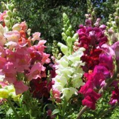 Snapdragon — Emerald, VIC — Emerald Gardens Nursery