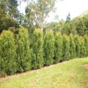 Syzygium ‘Hinterland Gold’ — Emerald, VIC — Emerald Gardens Nursery