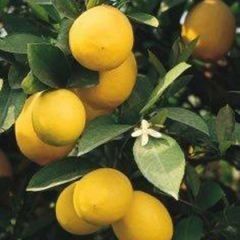 Eureka Lemon — Emerald, VIC — Emerald Gardens Nursery