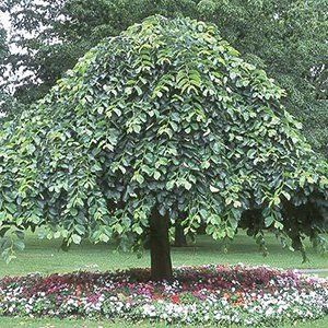 Ulmus Tree — Emerald, VIC — Emerald Gardens Nursery
