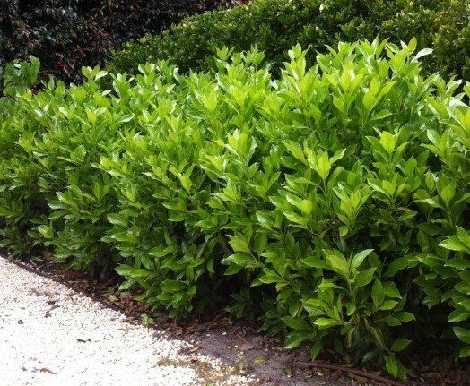 Sweet Viburnum — Emerald, VIC — Emerald Gardens Nursery