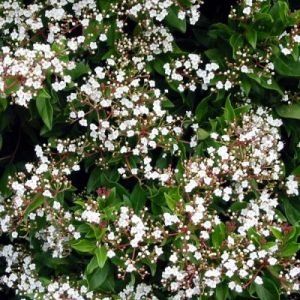 Viburnum ‘Laurustinus’ — Emerald, VIC — Emerald Gardens Nursery