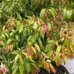 Waterhousia ‘Weeping Lilly Pilly’ — Emerald, VIC — Emerald Gardens Nursery