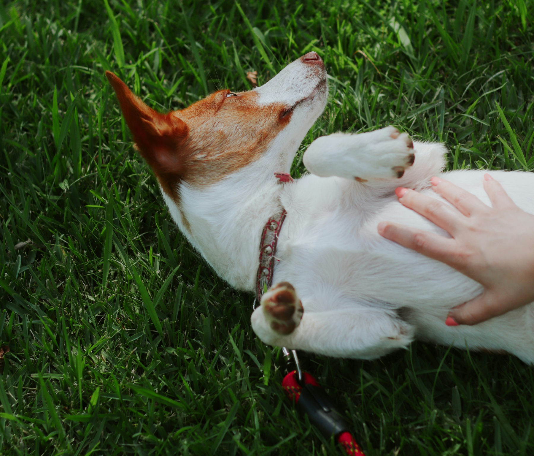 A person is petting a dog laying on its back in the grass