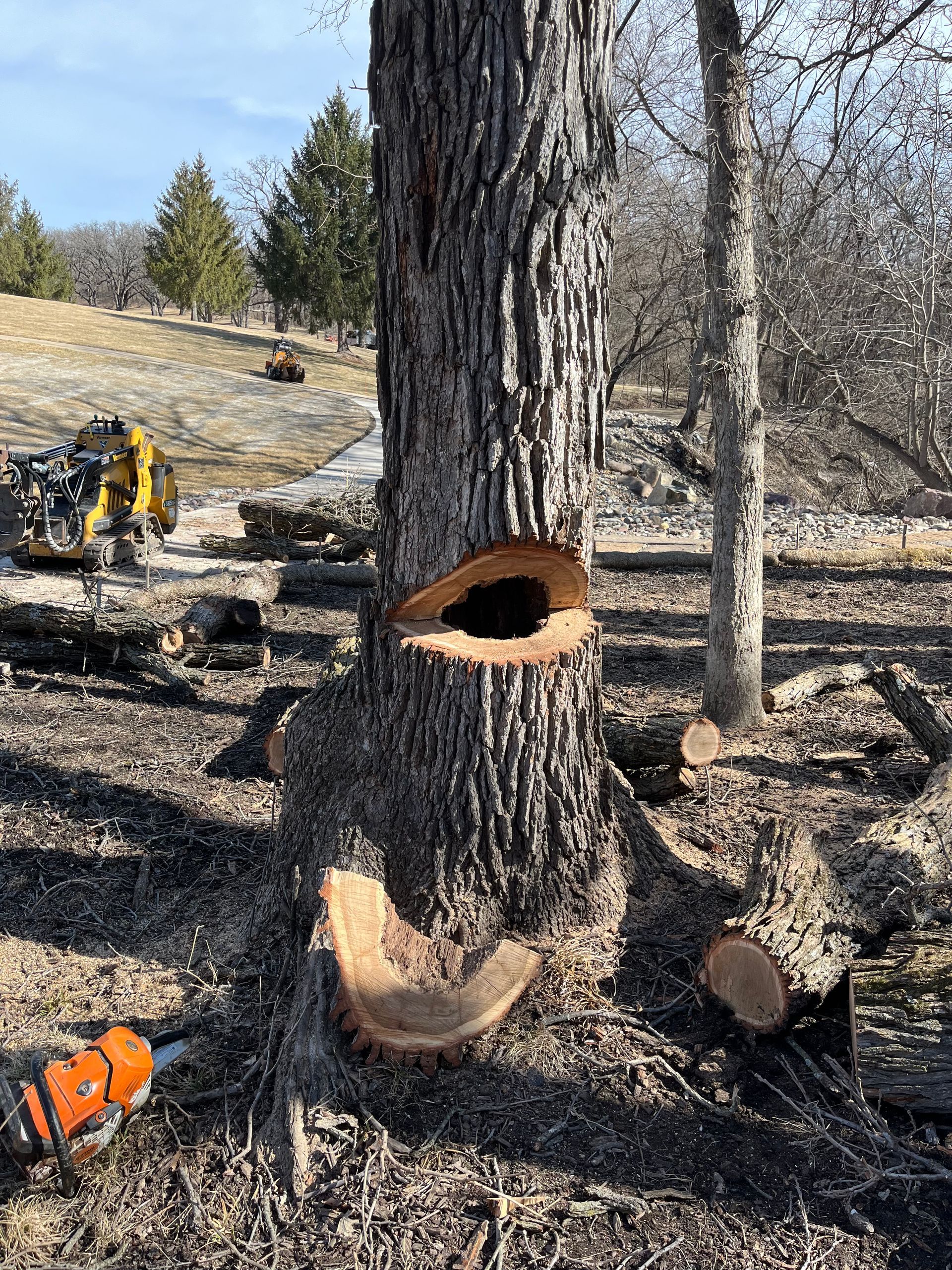A tree with a large cut-out in its trunk; a chainsaw rests nearby.