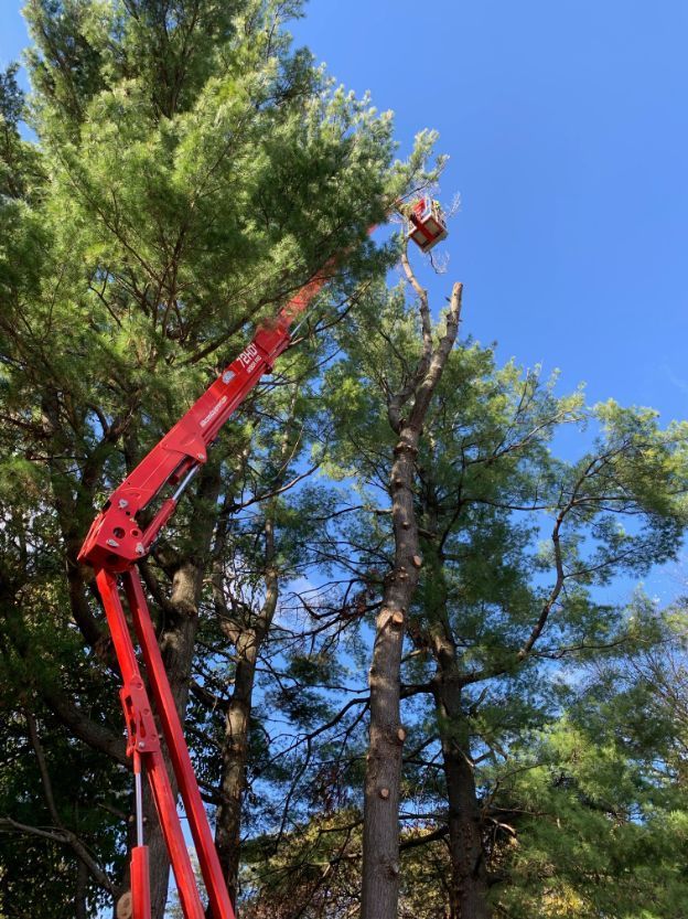 Get professional tree removal in Des Moines, IA by Top Notch Tree Care