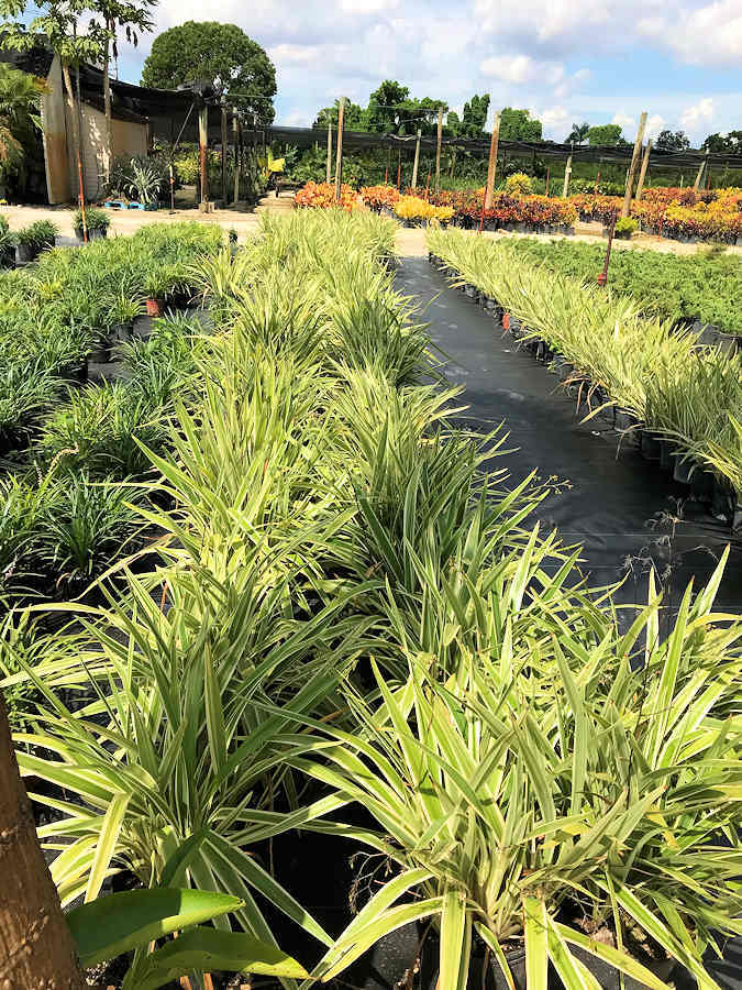 Landscaping Resources offered by Ground Experts operating in Broward and Miami-Dade Counties in South Florida