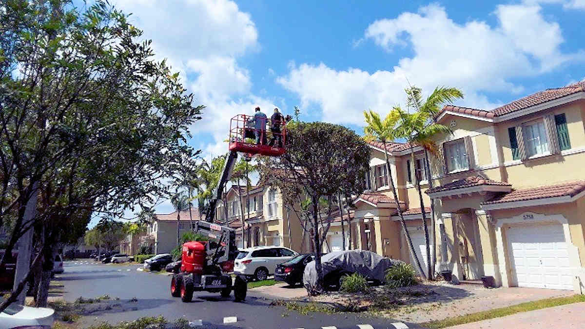 Tree Trimming by Ground Experts in Miami-Dade and Broward Counties in South Florida