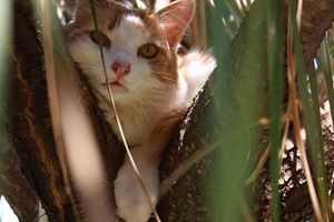 an orange and white cat is sitting on a tree branch