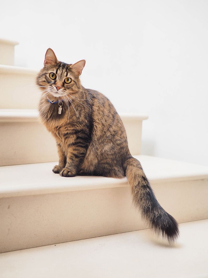 a cat wearing a blue collar sits on a set of stairs