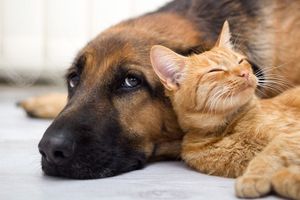 a dog and a cat are laying next to each other on the floor .