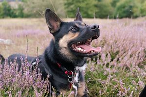 a black and brown dog laying in a field of purple flowers