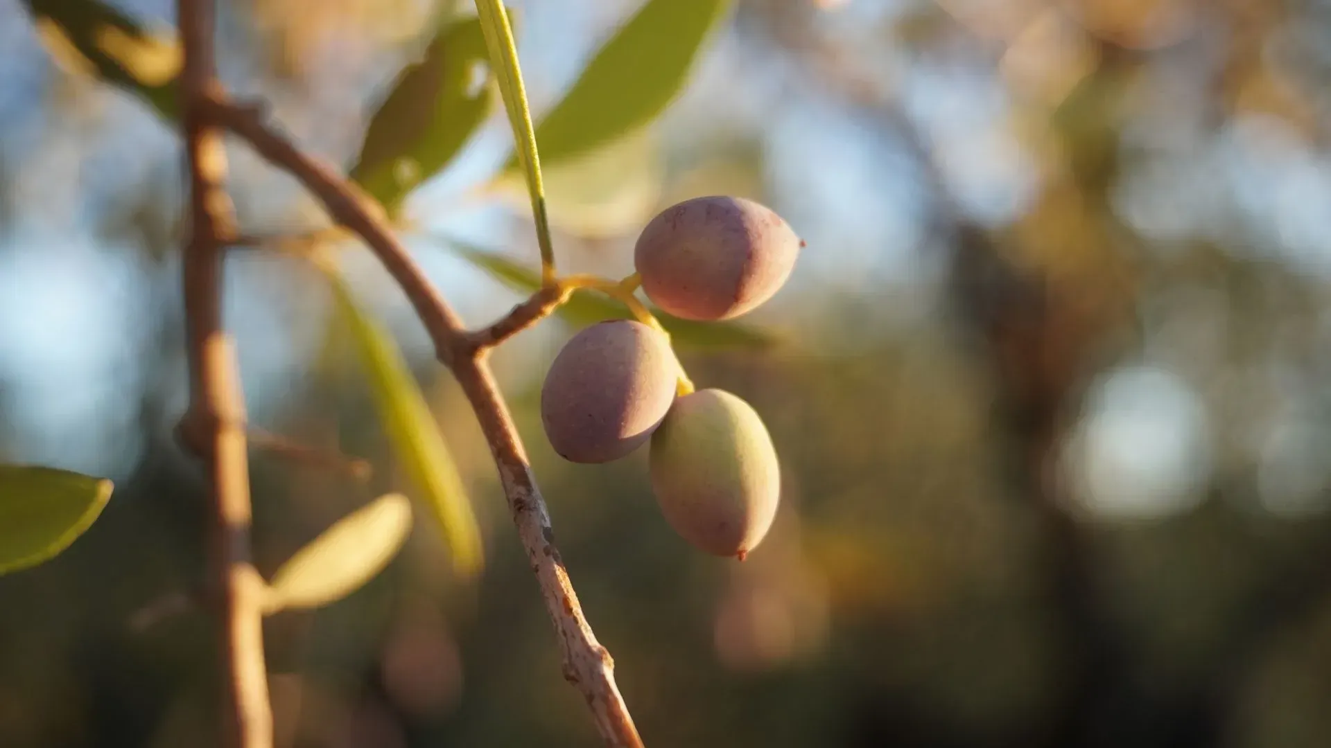 Olives on a branch