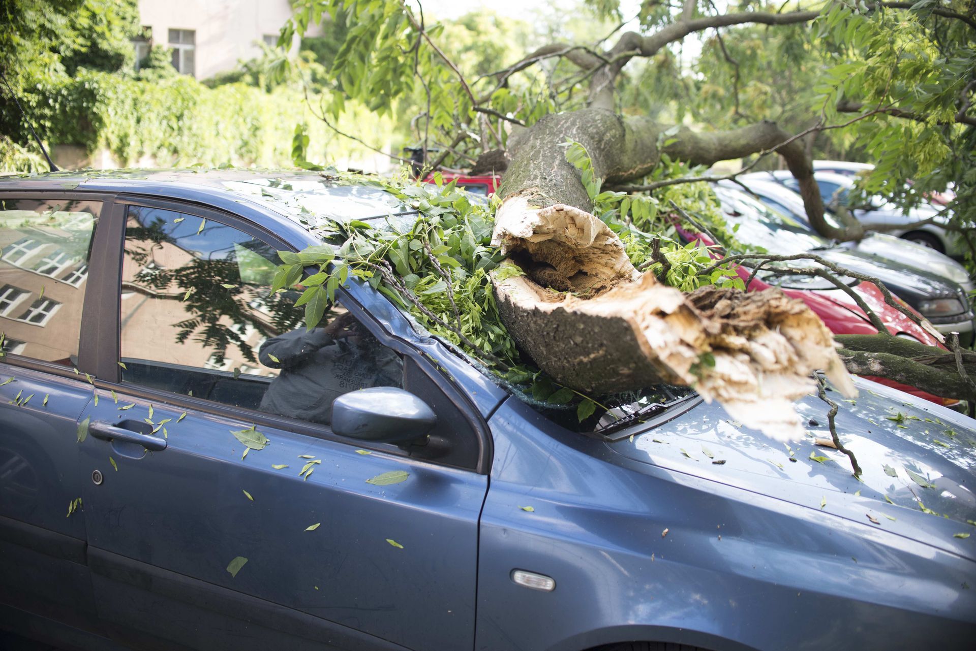 a tree has fallen on top of a car