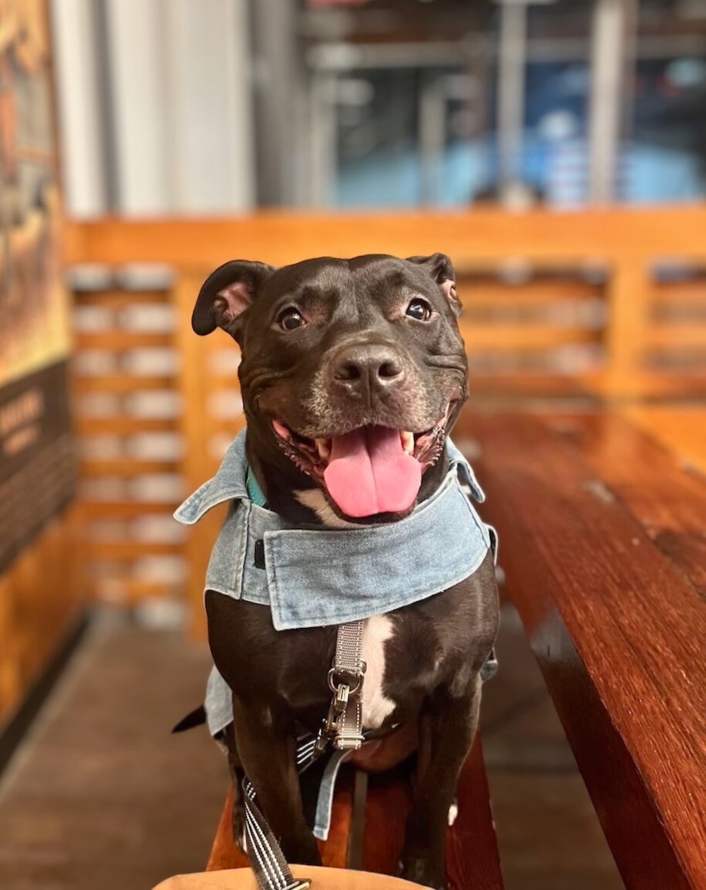 pit bull dog in restaurant