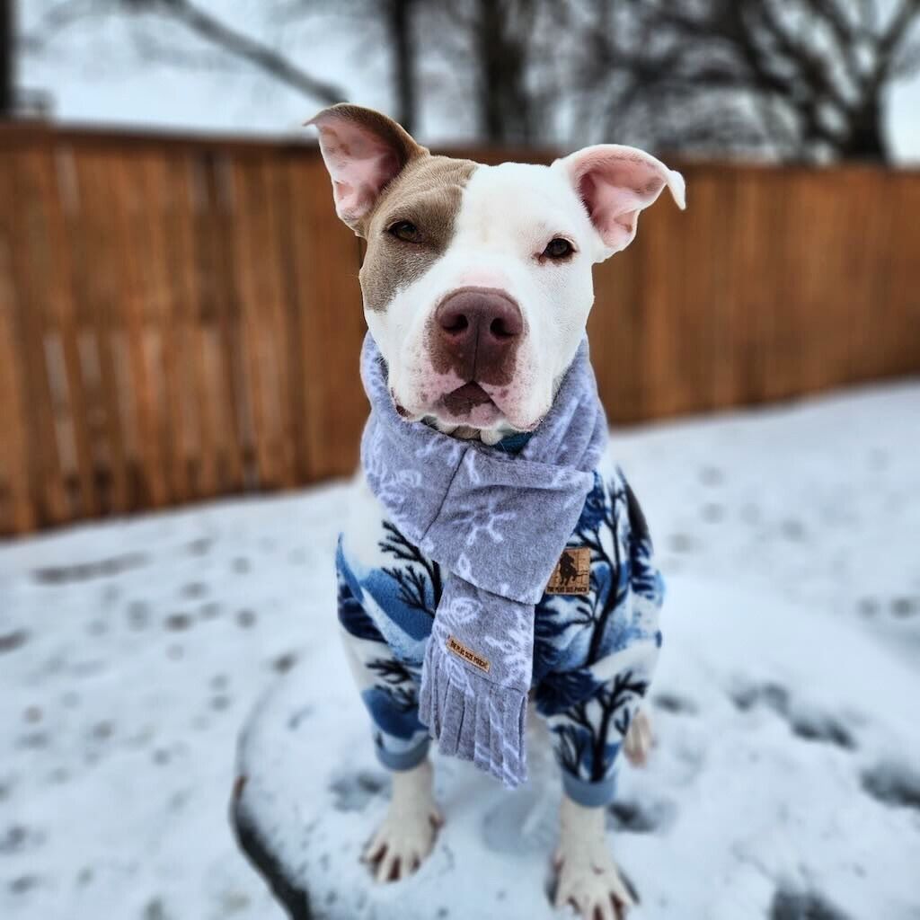 pit bull dog in backyard with snow