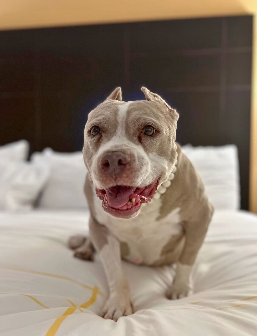 pit bull dog with necklace on bed