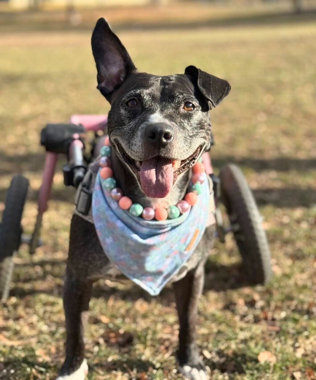 pit bull dog with wheelchair