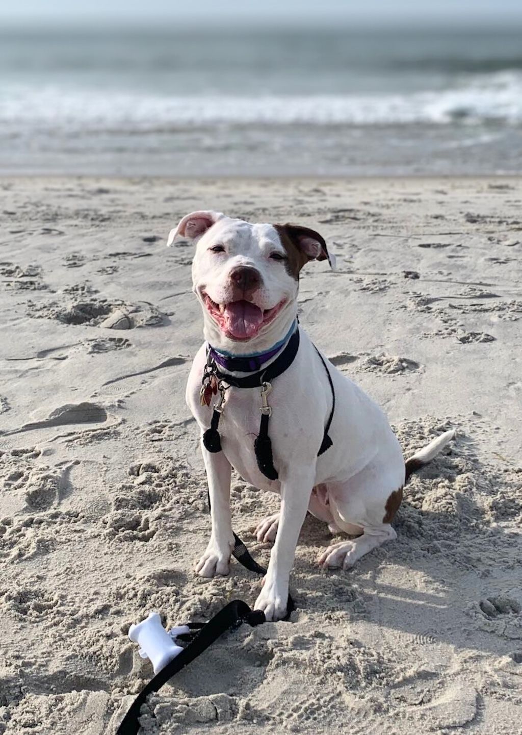 pit bull dog at beach