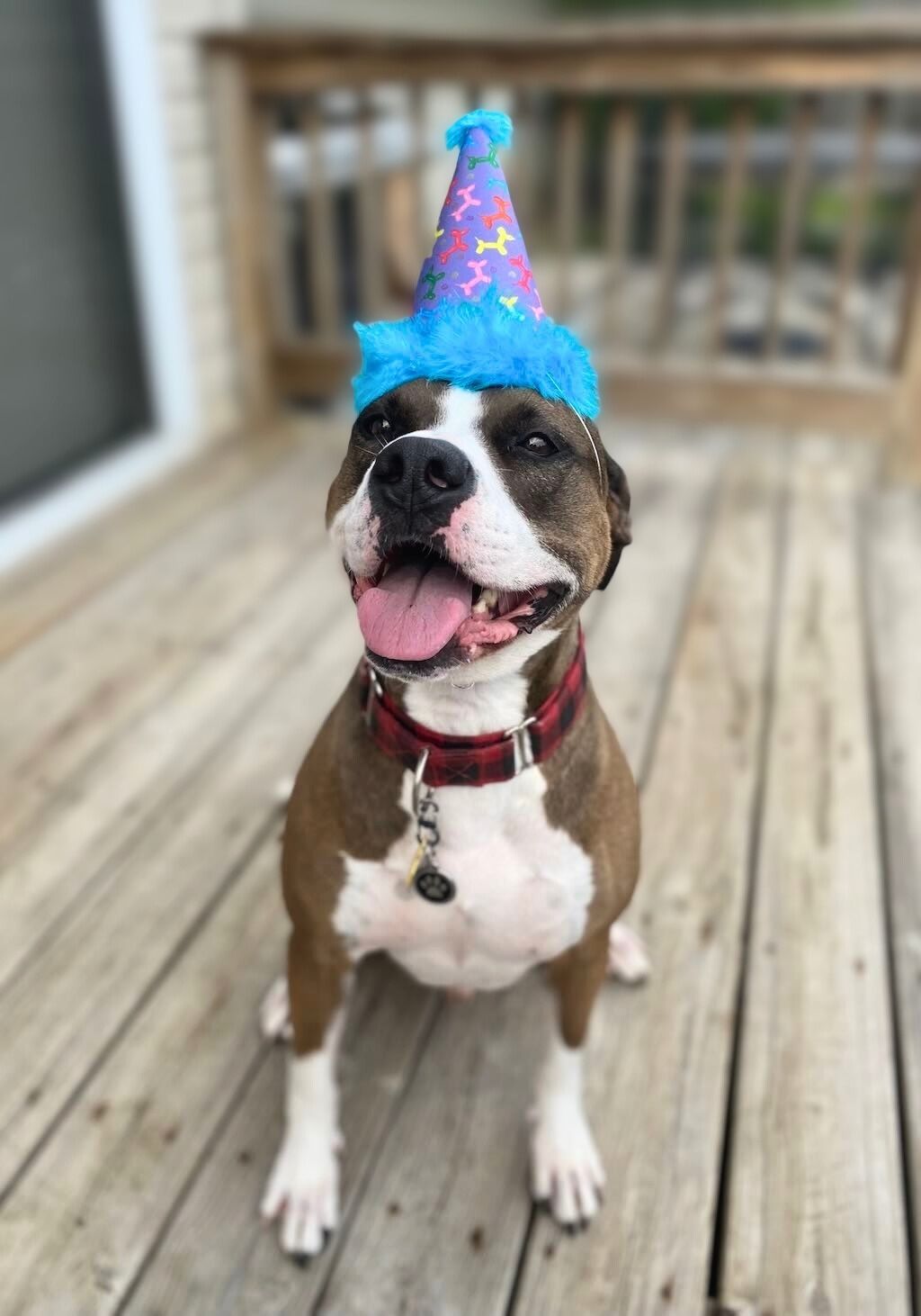 pit bull dog with birthday hat