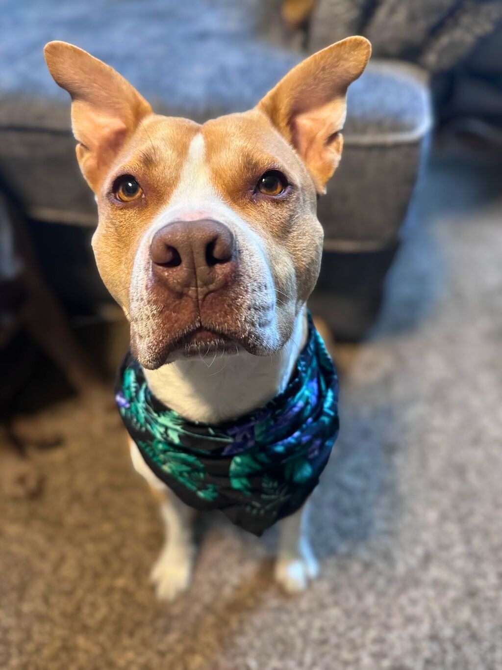 pit bull with blue bandana