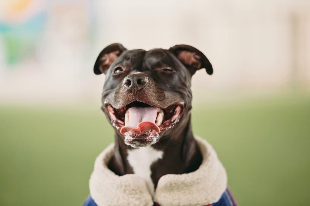 pit bull with coat smiling