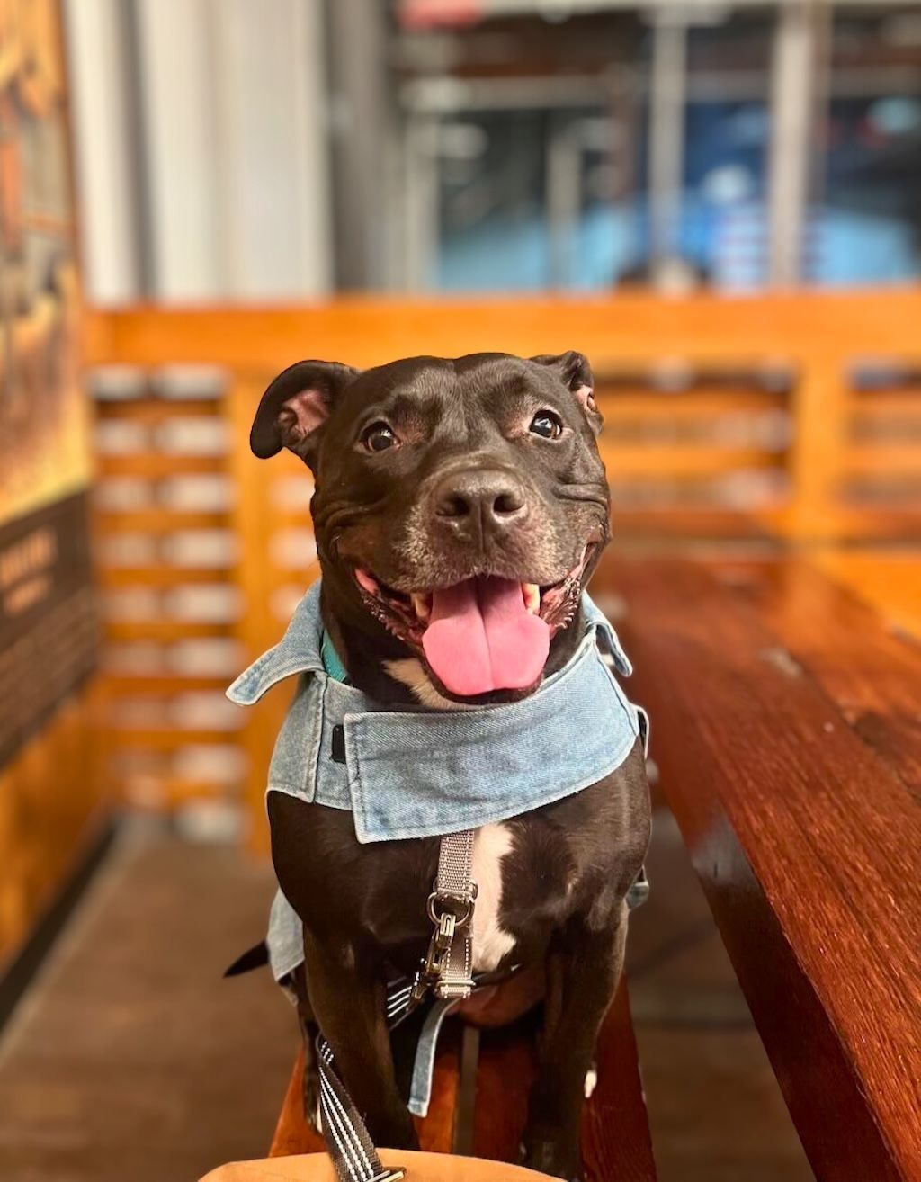 pit bull in restaurant smiling