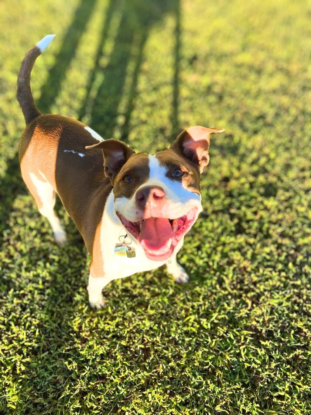 pit bull on grass smiling