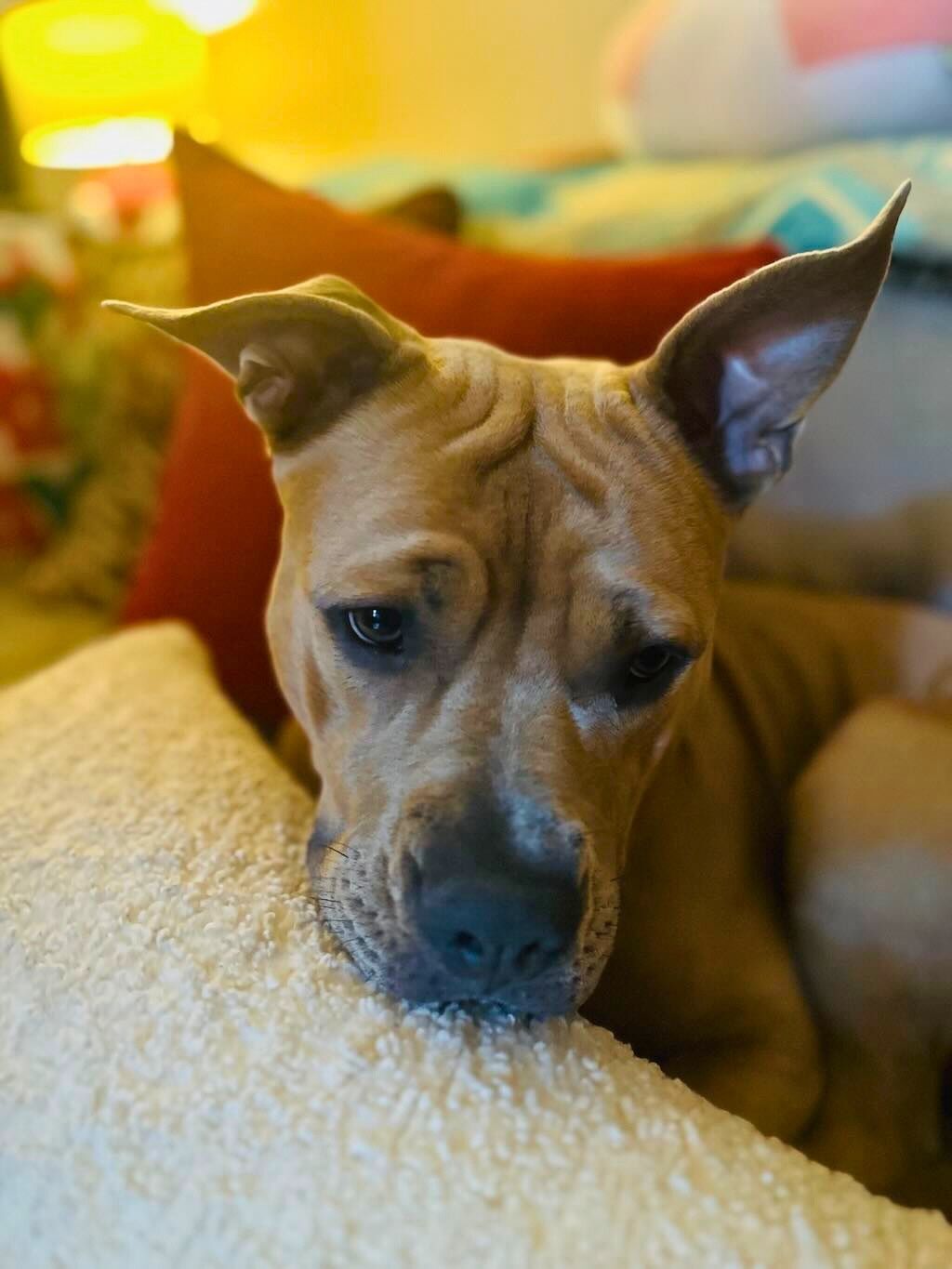 pit bull on pillows