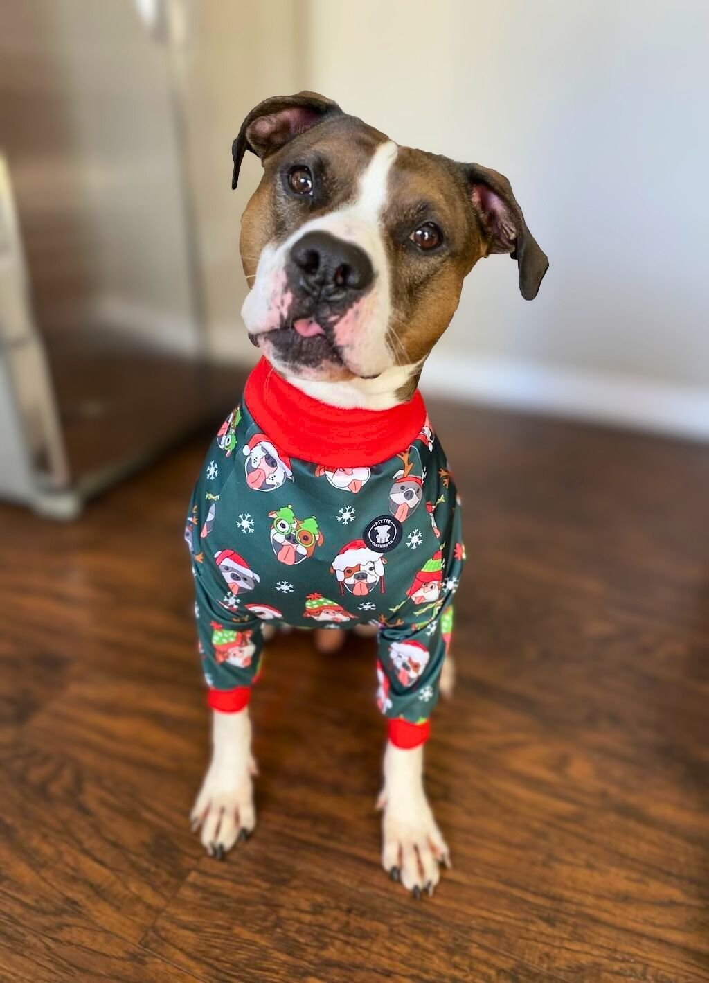 pit bull in pajamas