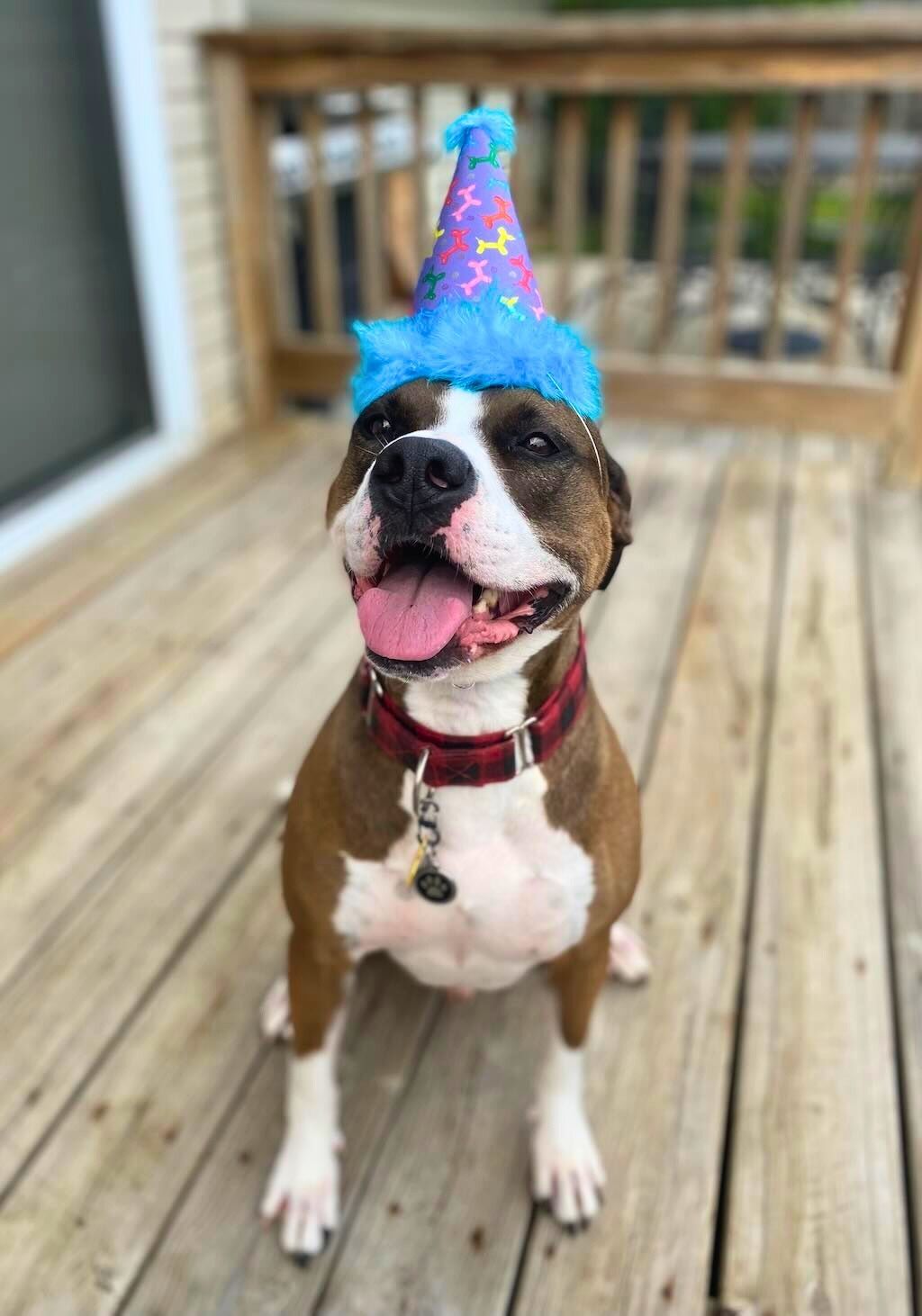 pit bull with birthday hat
