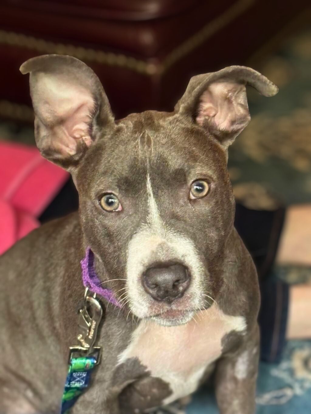 pit bull with big ears