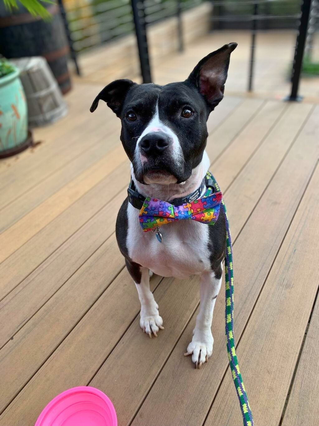 pit bull dog with colorful bow tie