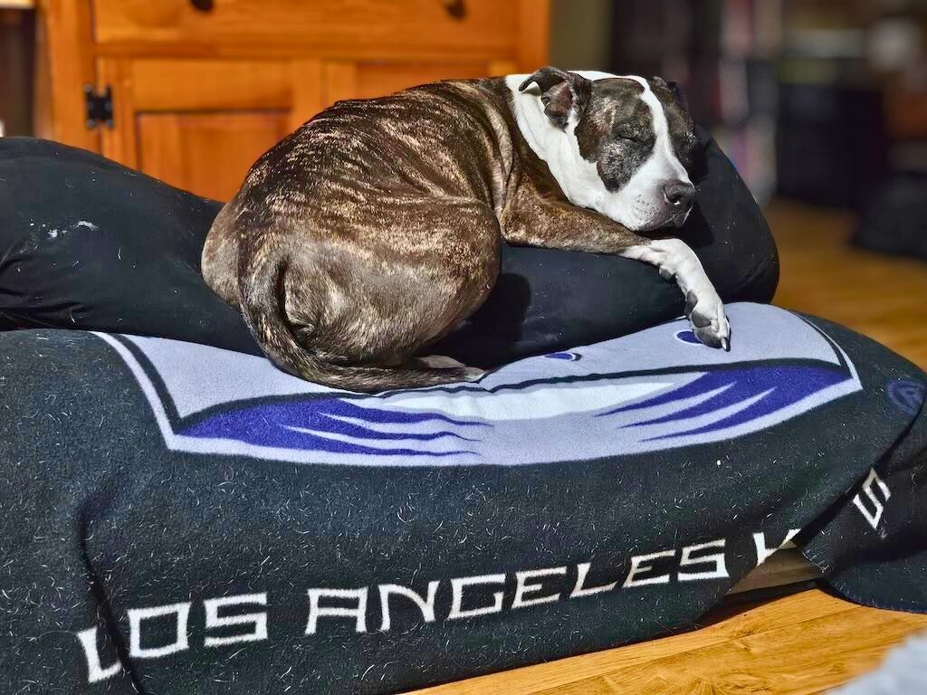 pit bull sleeping on dog bed