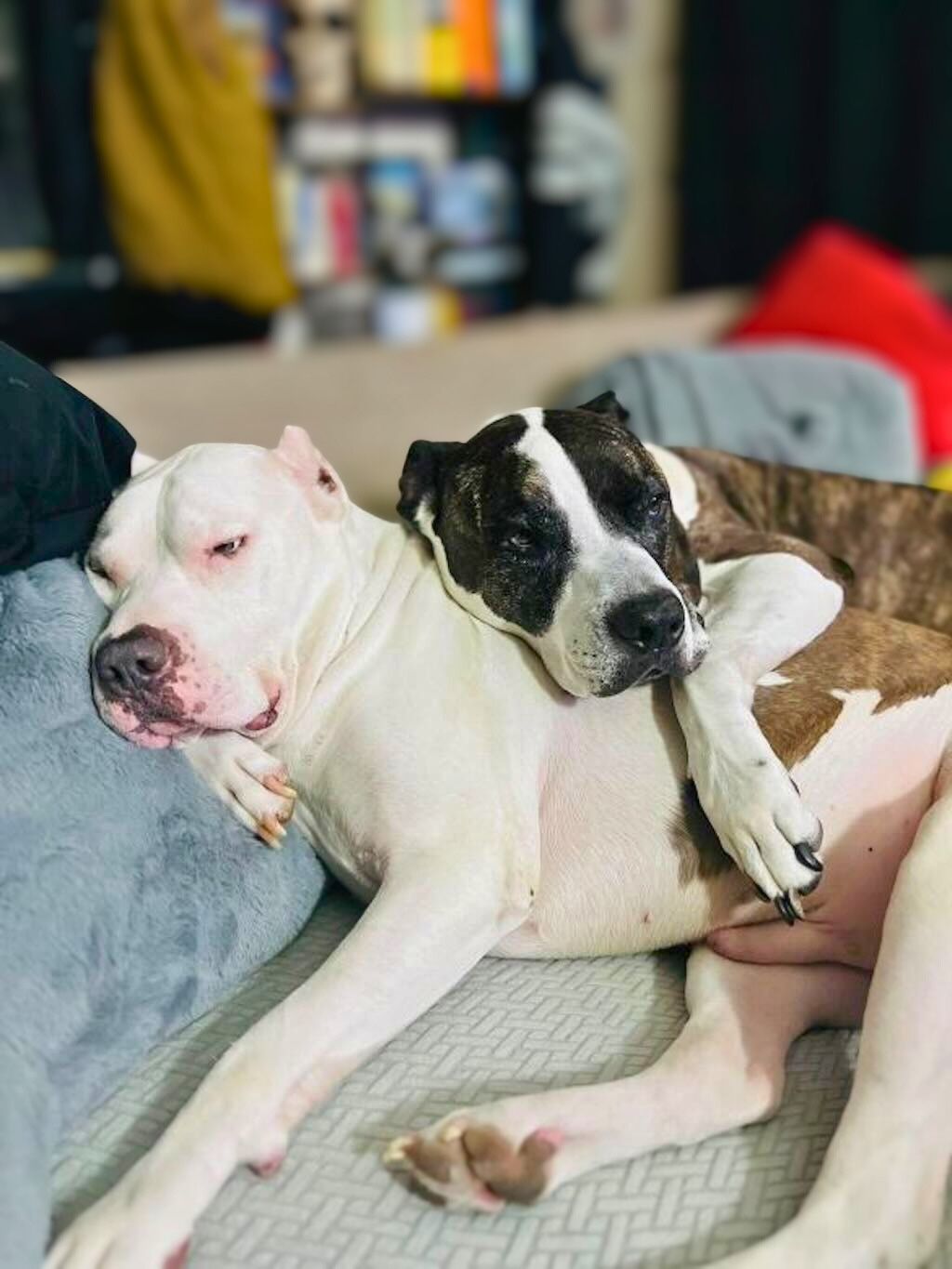 two pit bulls sleeping on bed