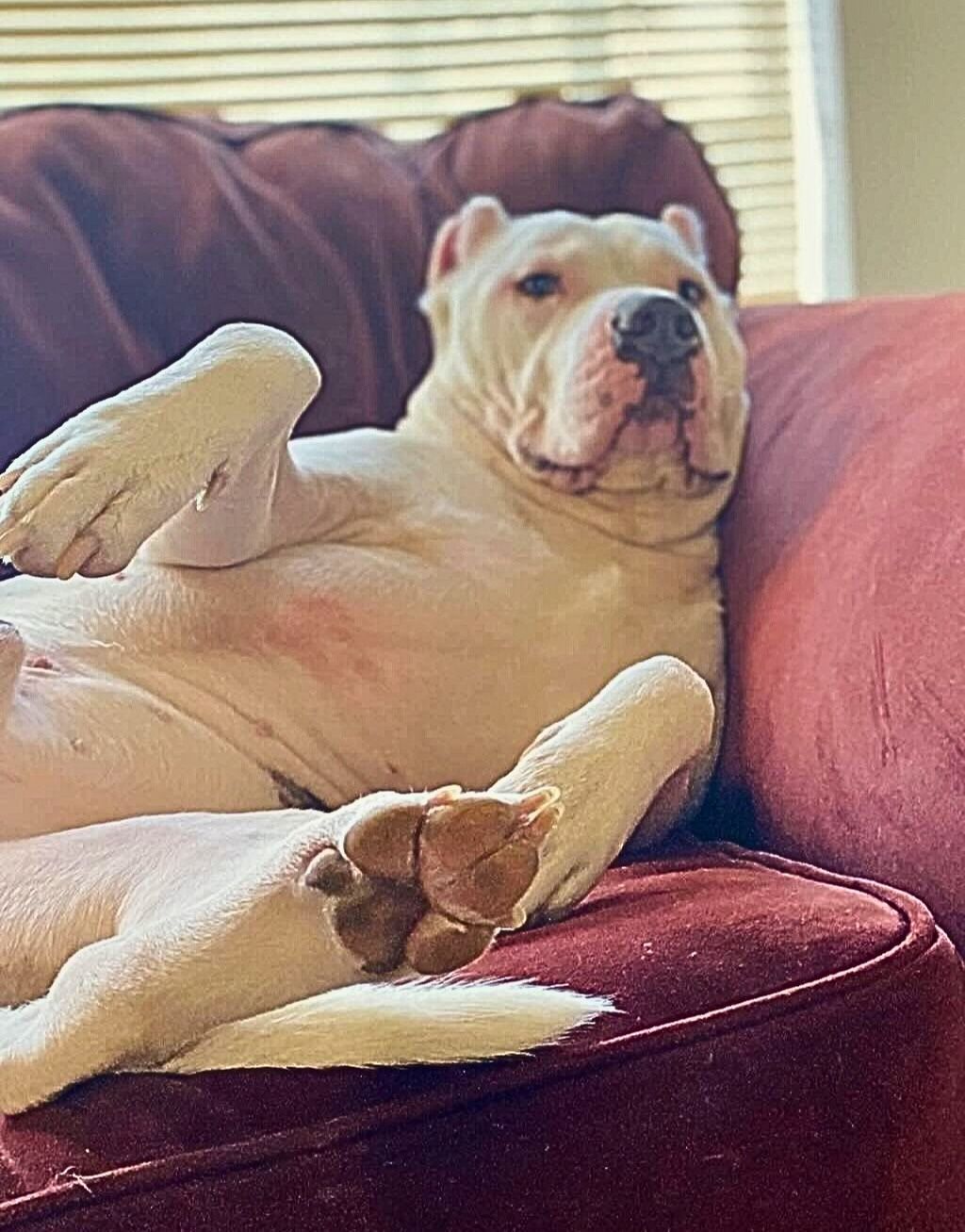 pit bull on couch