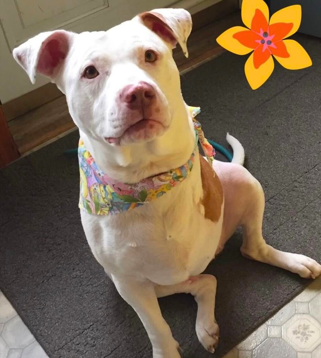 pit bull with colorful bandana