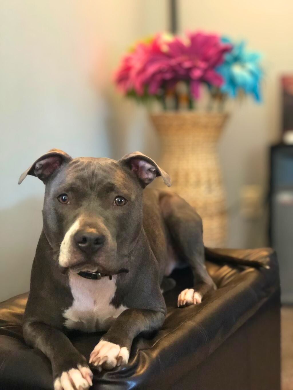 pit bull lying down in house