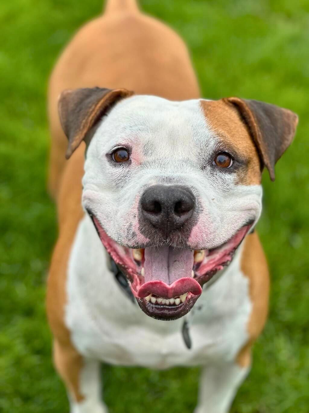 pit bull smiling in backyard
