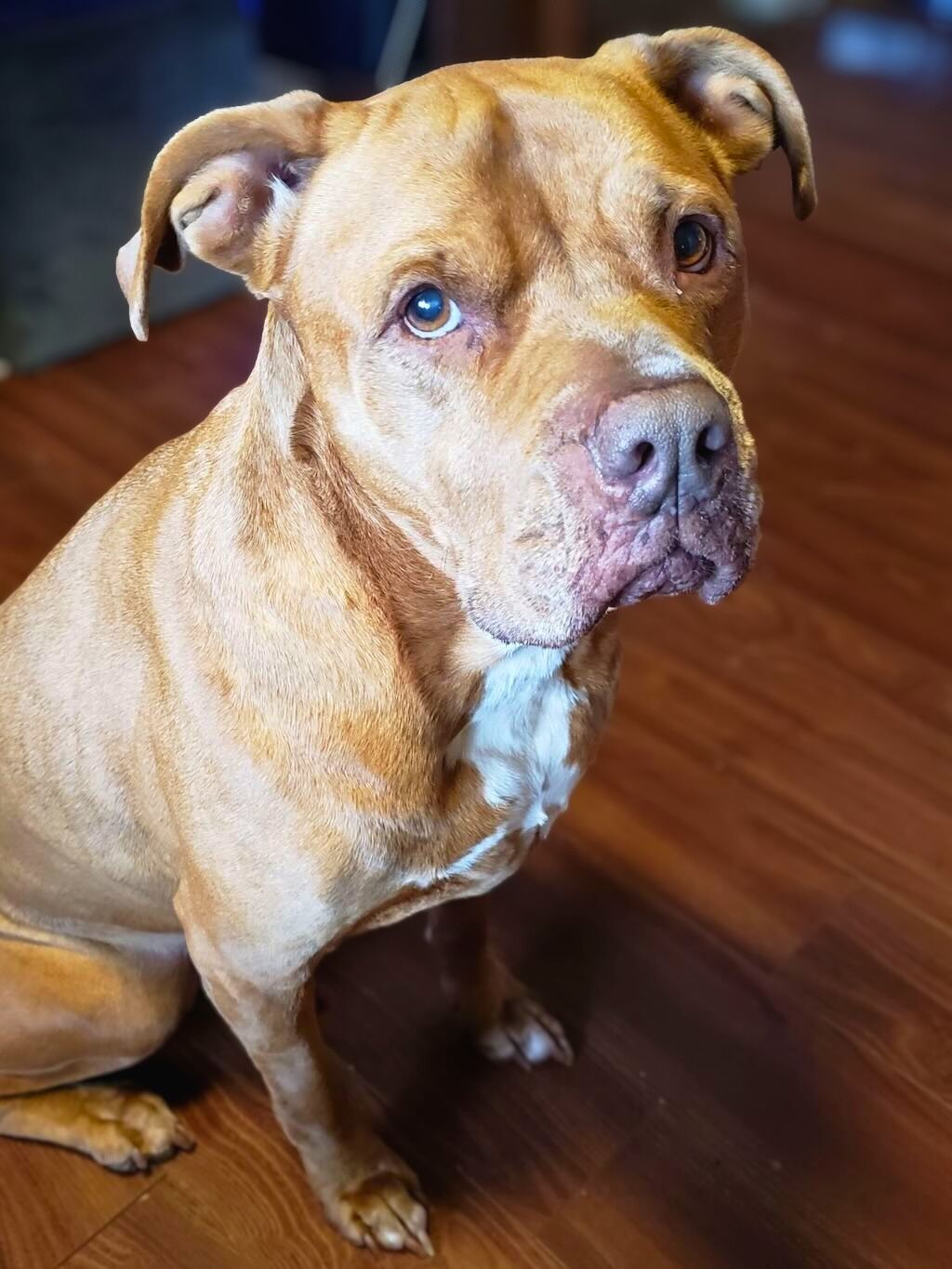pit bull sitting and looking up