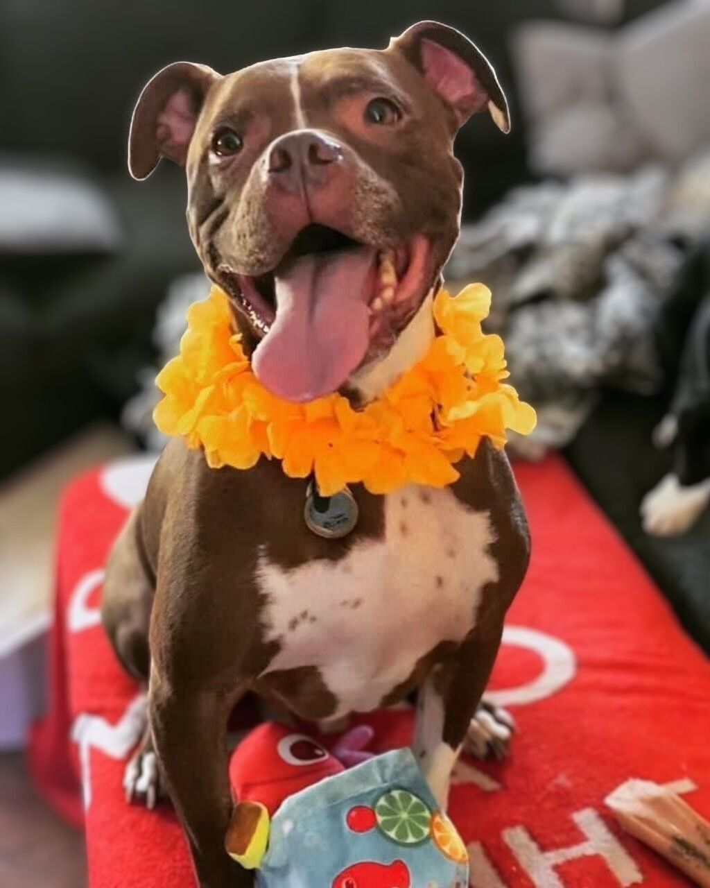 pit bull with colorful necklace and smile