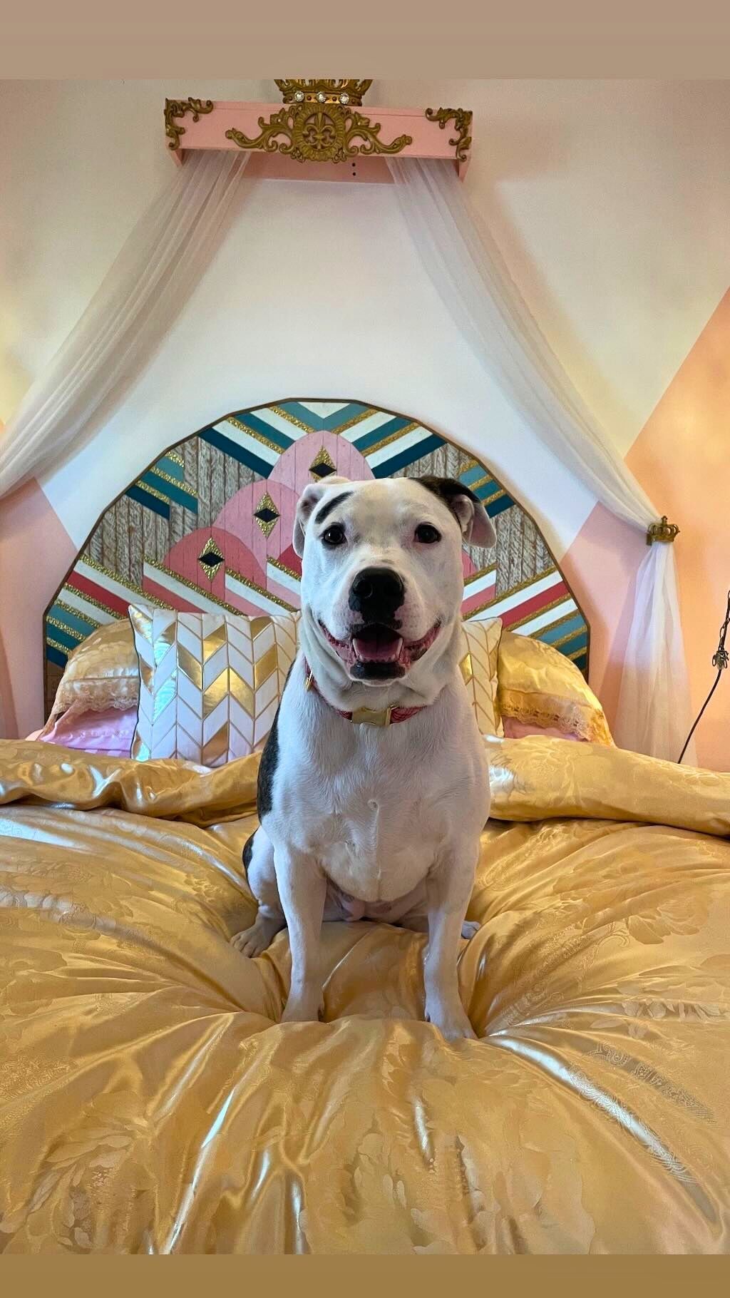 pit bull on fancy bed
