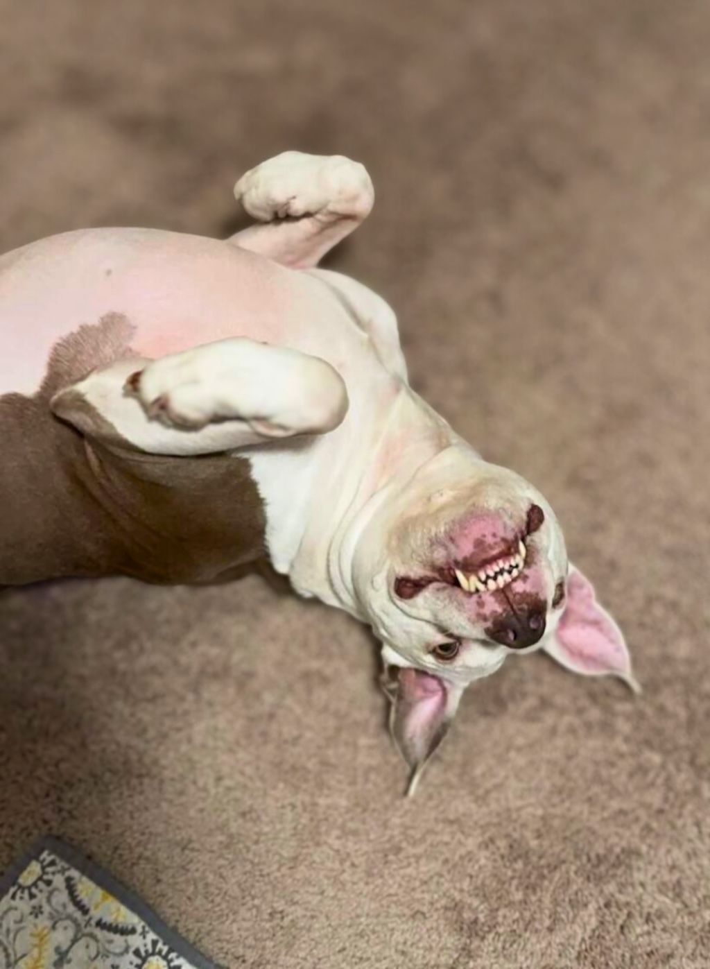 pit bull rolling over